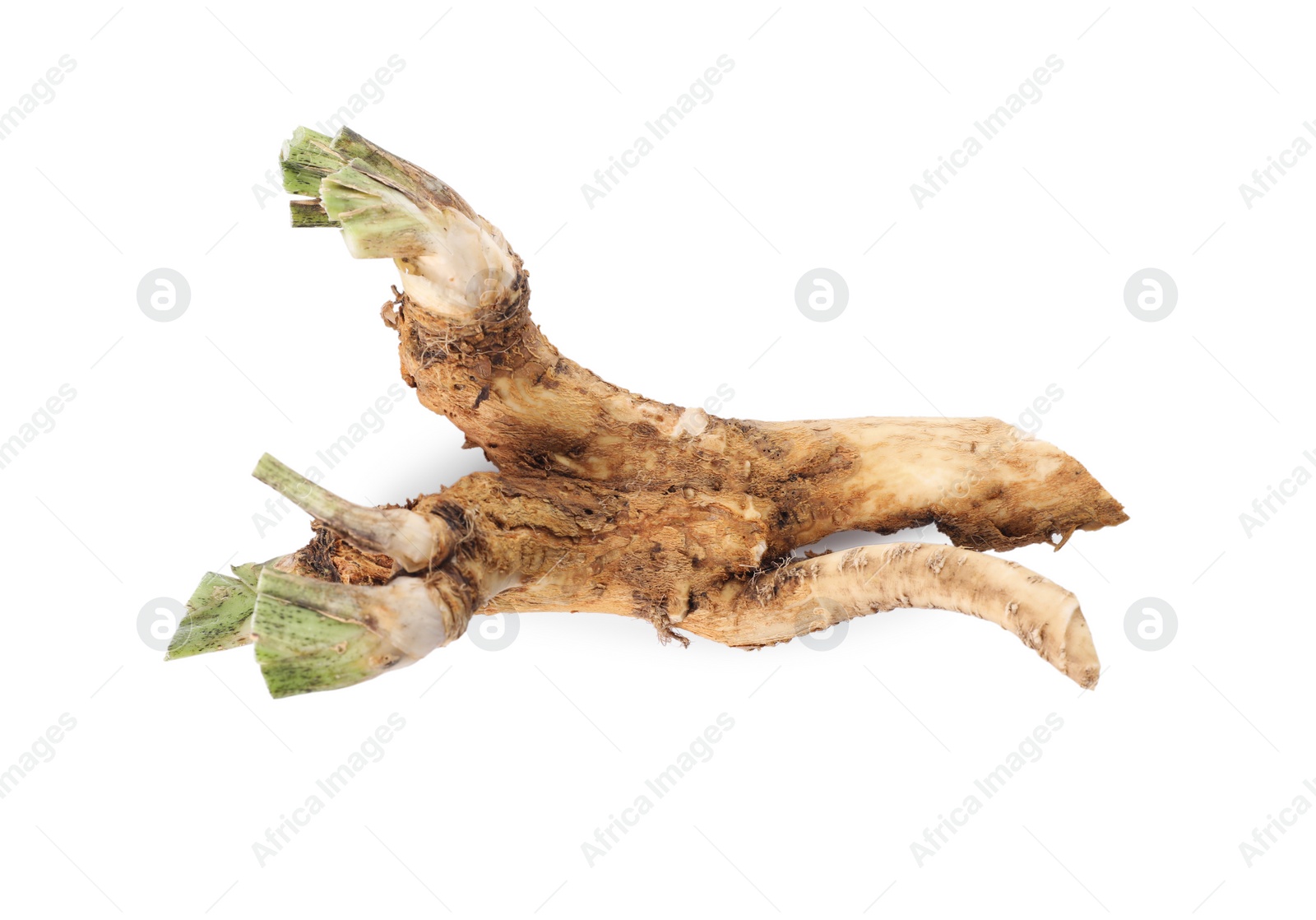 Photo of Fresh horseradish roots isolated on white, top view
