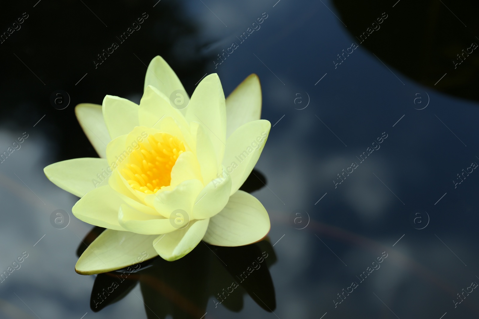 Photo of Beautiful blooming white lotus flower in pond