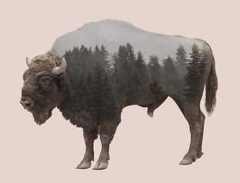 Image of Double exposure of large bison and mountain forest
