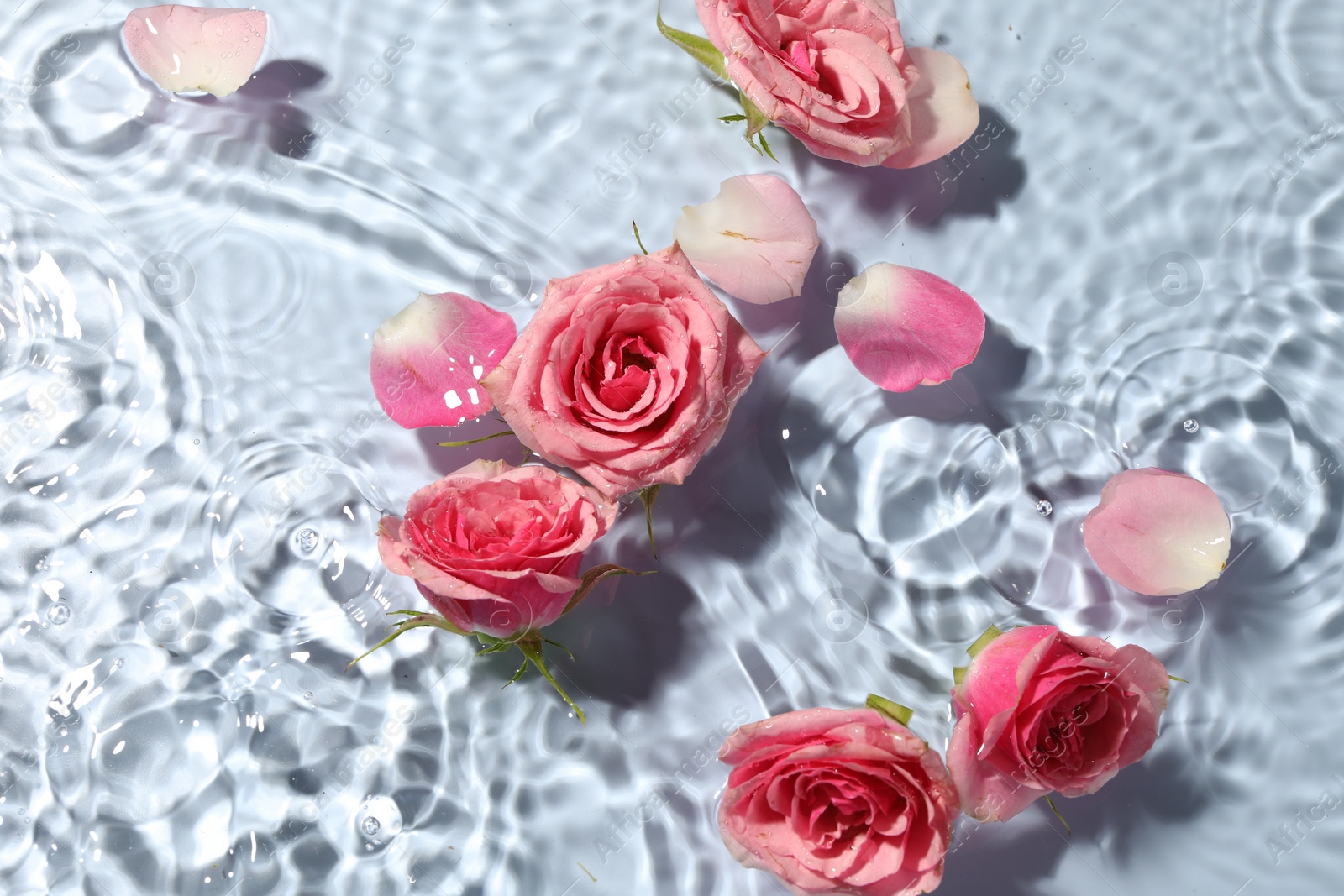 Photo of Beautiful roses and petals in water on light blue background, top view