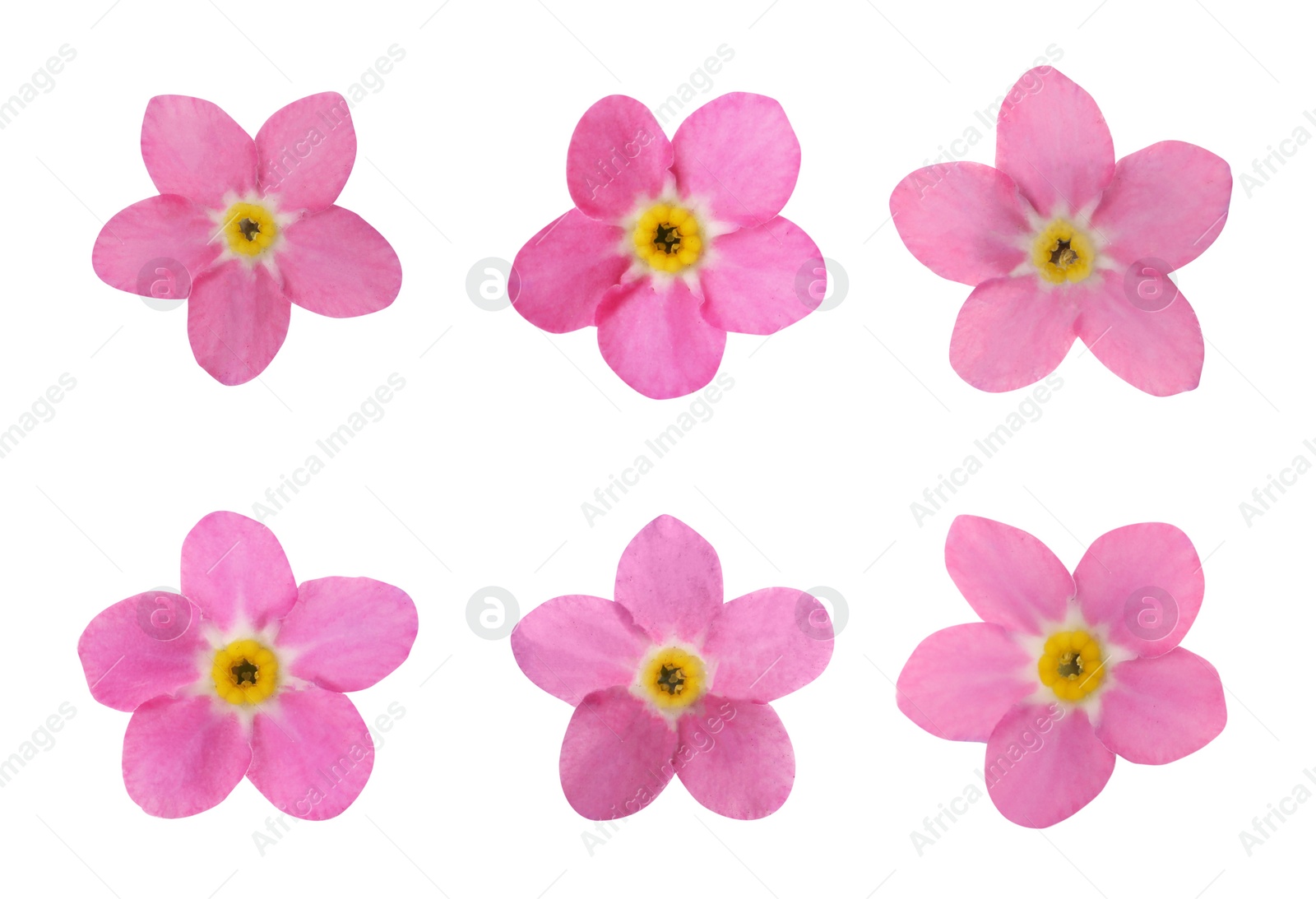 Image of Set with beautiful tender forget me not flowers on white background