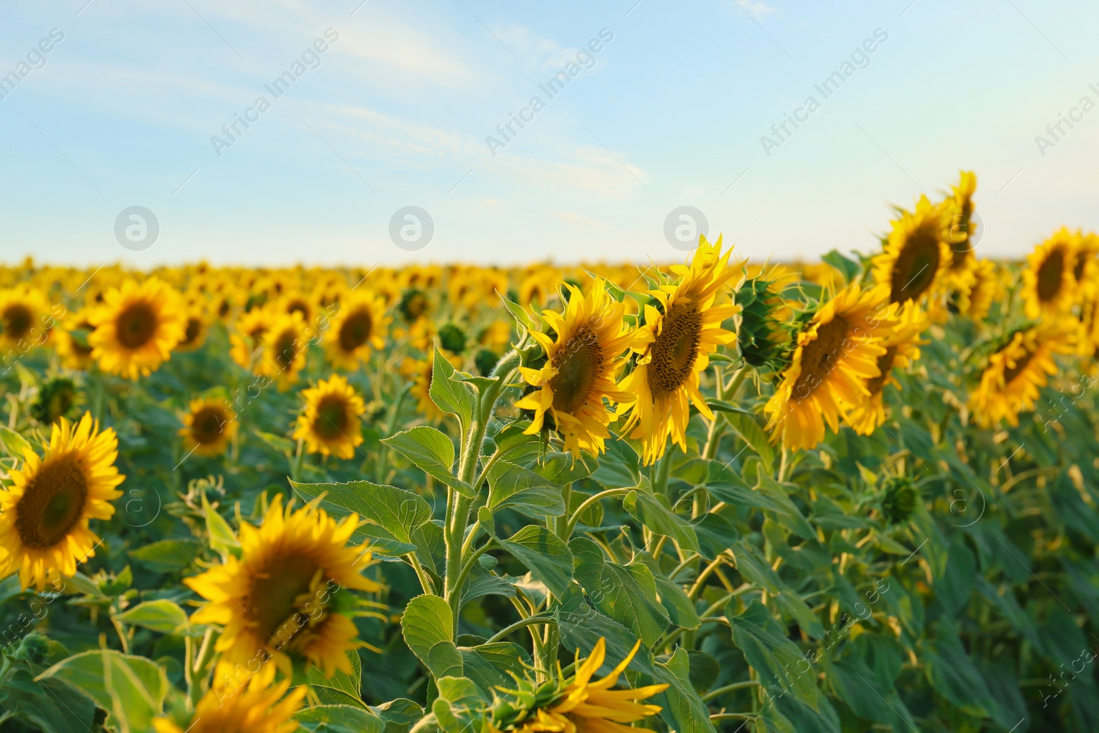 Photo of Beautiful view of field with blooming sunflowers under sky on summer day