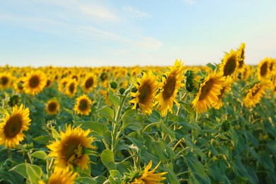 Photo of Beautiful view of field with blooming sunflowers under sky on summer day