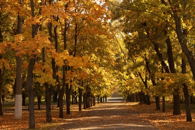 Beautiful autumn park with trees and dry leaves on ground