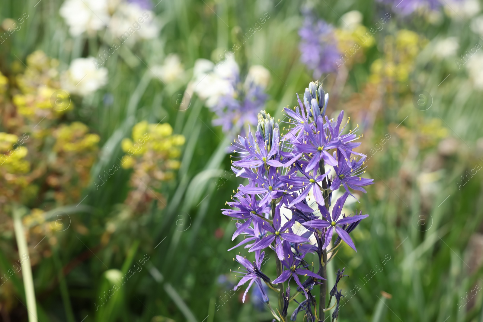 Photo of Beautiful Camassia growing outdoors, closeup. Spring season