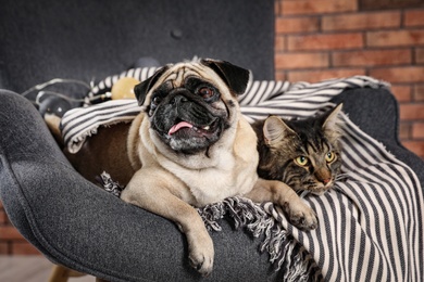 Photo of Cute cat and pug dog with blanket in armchair at home. Cozy winter