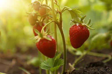 Photo of Strawberry plant with ripening berries growing in garden, closeup