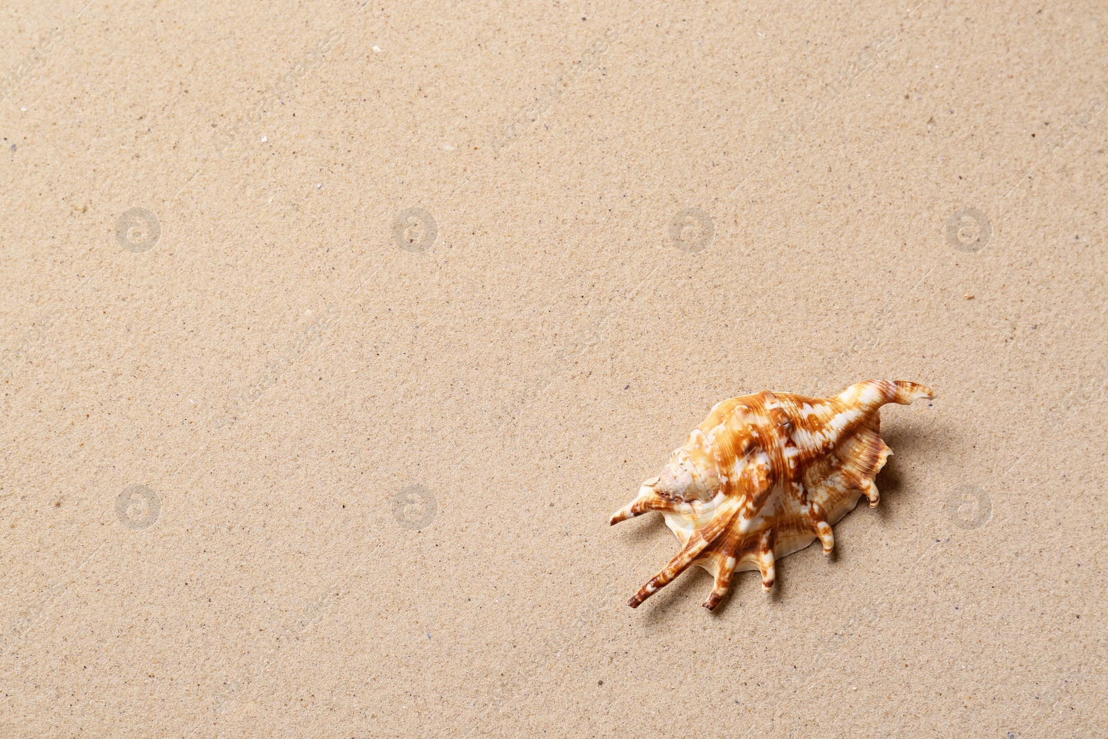 Photo of Beautiful seashell and space for text on beach sand, top view. Summer vacation