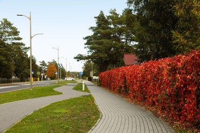 Road, trees and beautiful red hedge near park outdoors