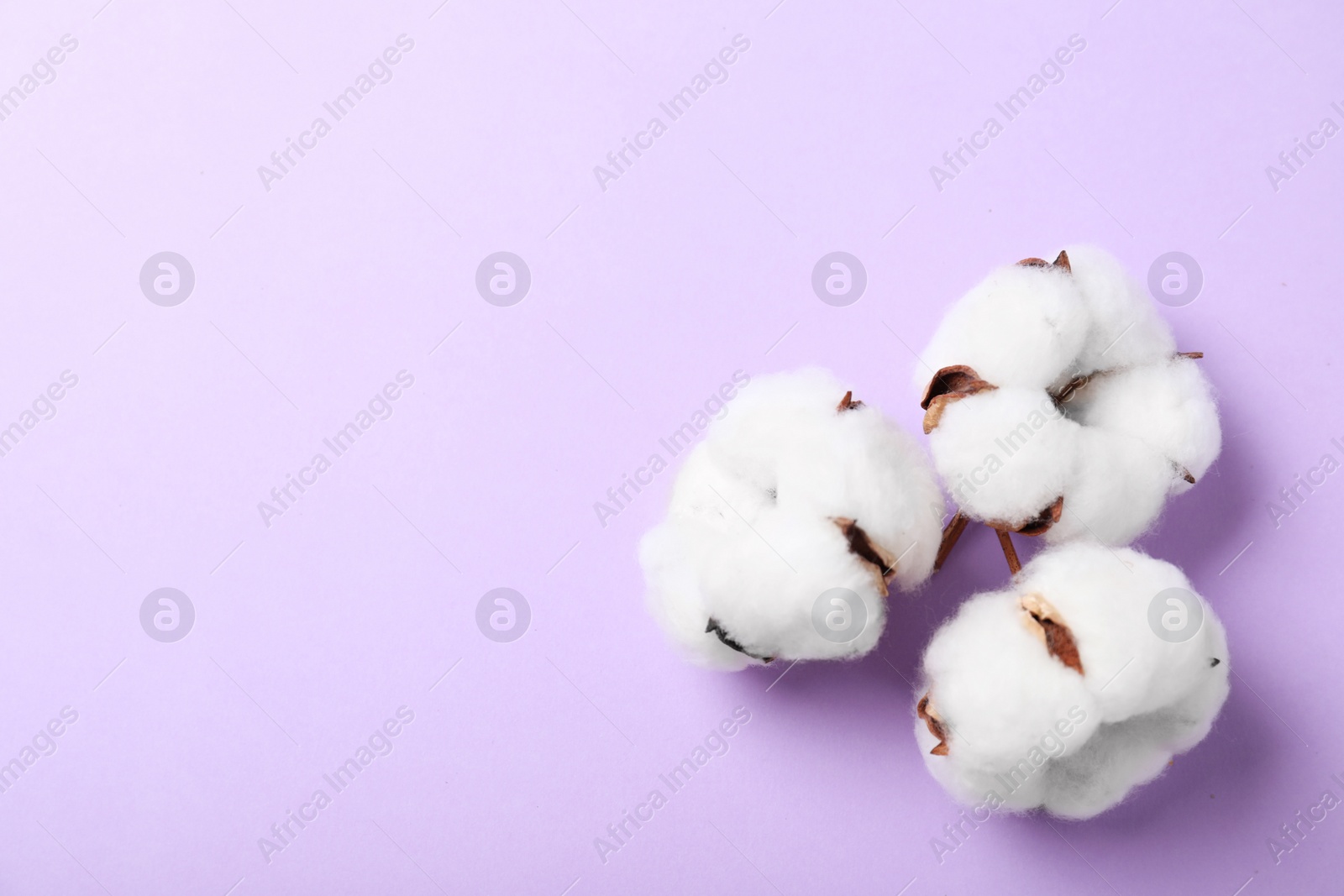 Photo of Fluffy cotton flowers on lilac background, top view. Space for text