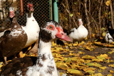 Photo of Many Muscovy ducks in farmyard on sunny day, closeup. Rural life