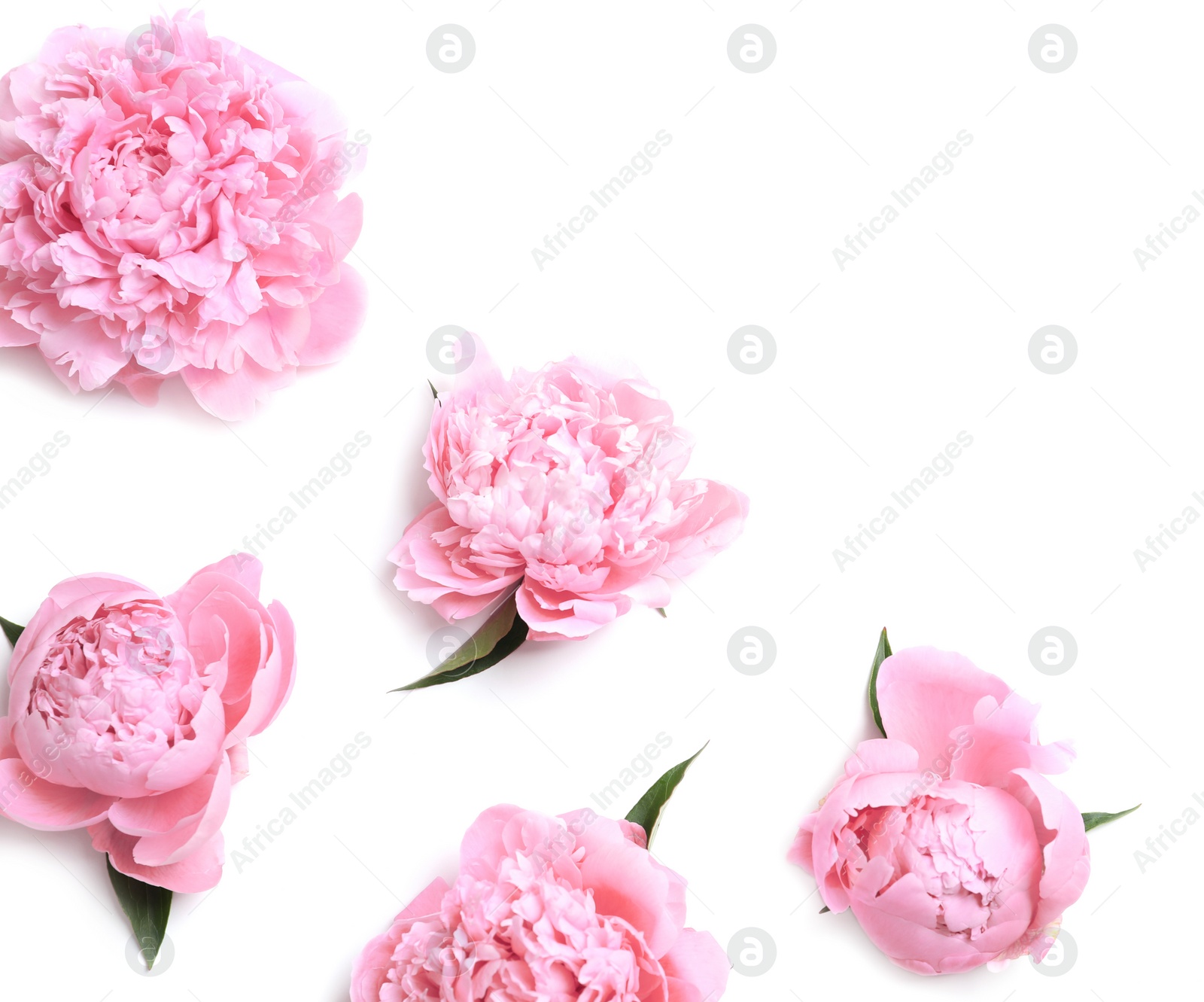 Photo of Beautiful fragrant peony flowers on white background