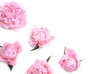 Photo of Beautiful fragrant peony flowers on white background