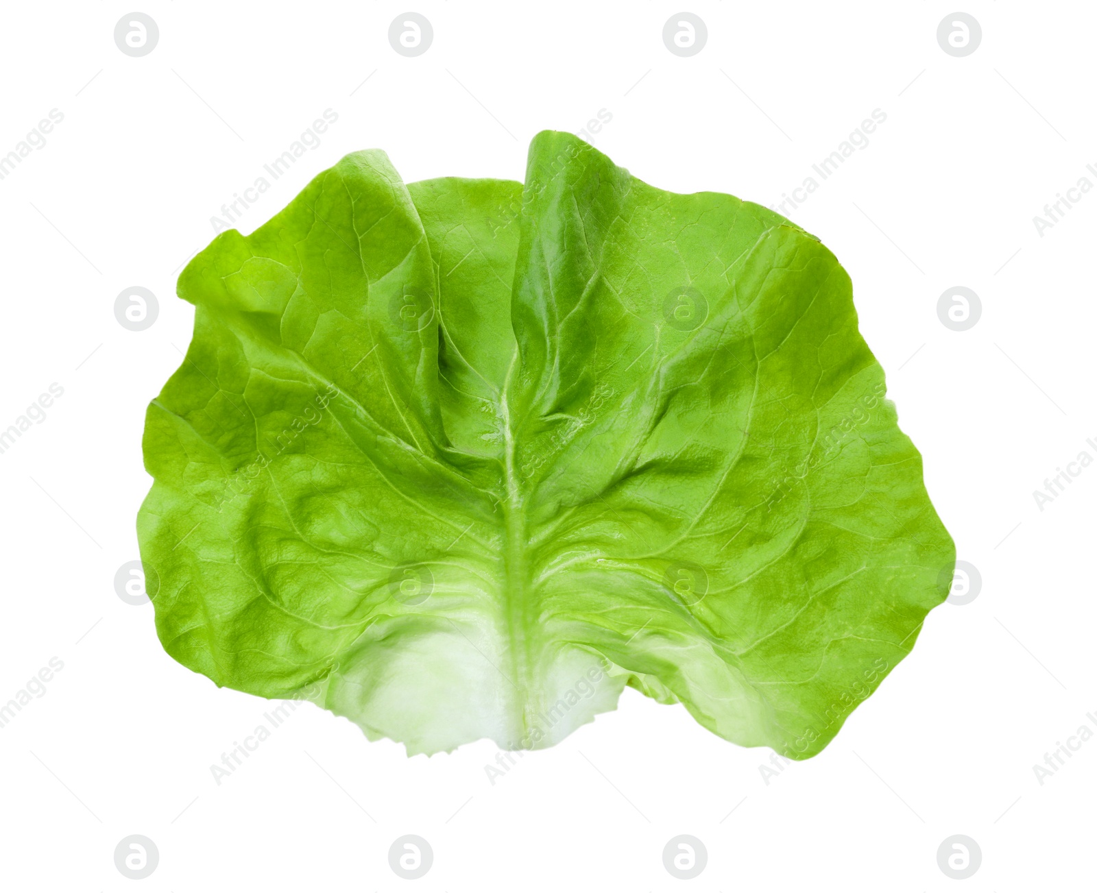 Photo of Fresh leaf of green butter lettuce isolated on white