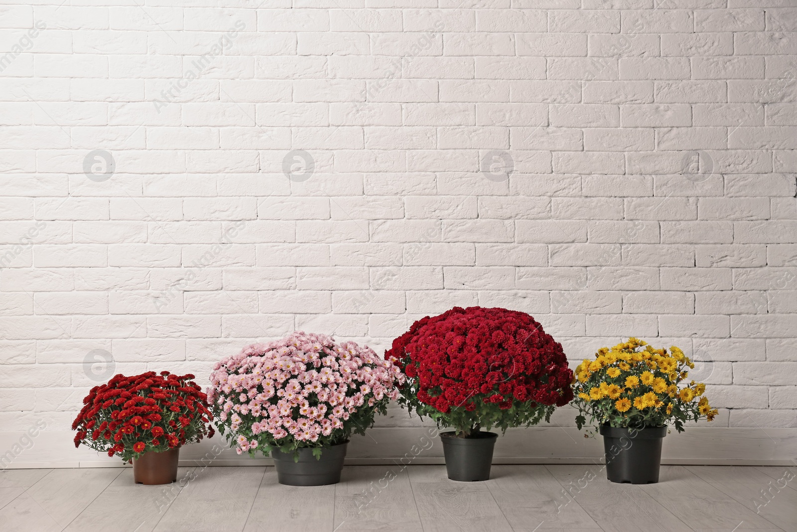 Photo of Beautiful composition with chrysanthemum flowers near white brick wall. Space for text