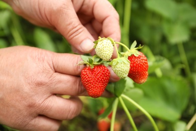 Photo of Farmer with ripening strawberries in garden