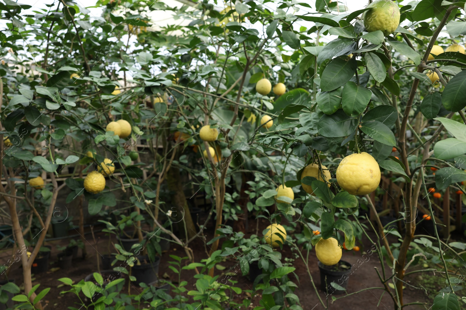 Photo of Lemon tree with ripe fruits in greenhouse