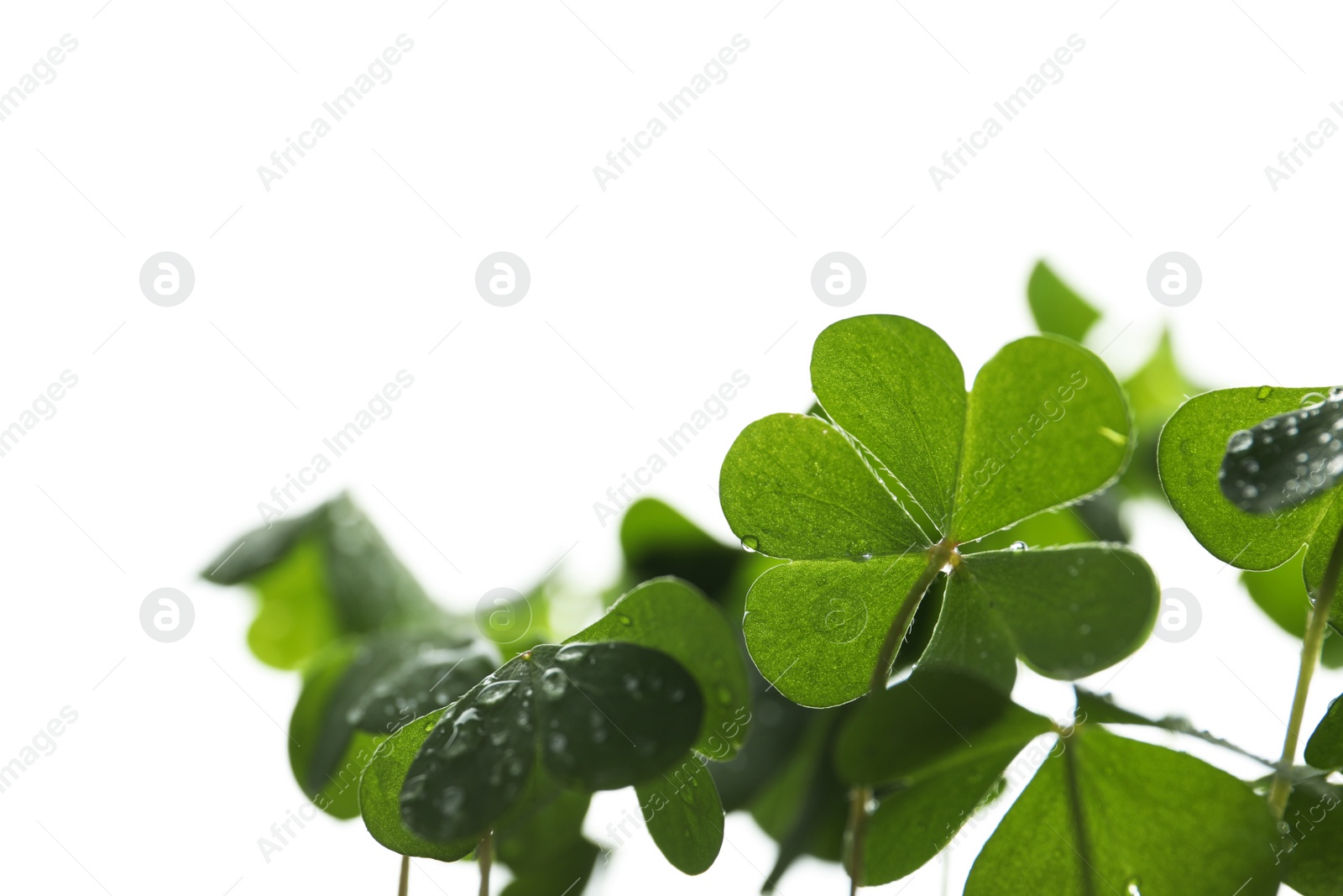 Photo of Clover leaves on white background, closeup. St. Patrick's Day symbol