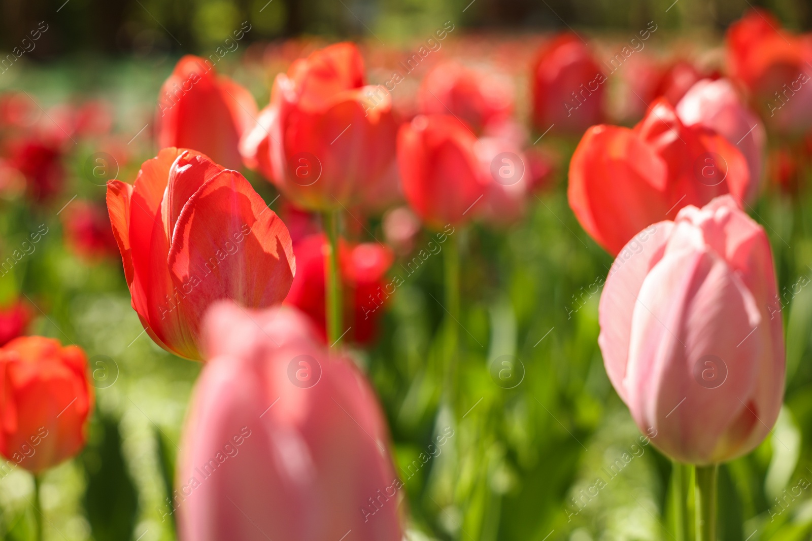 Photo of Beautiful bright tulips growing outdoors on sunny day, closeup