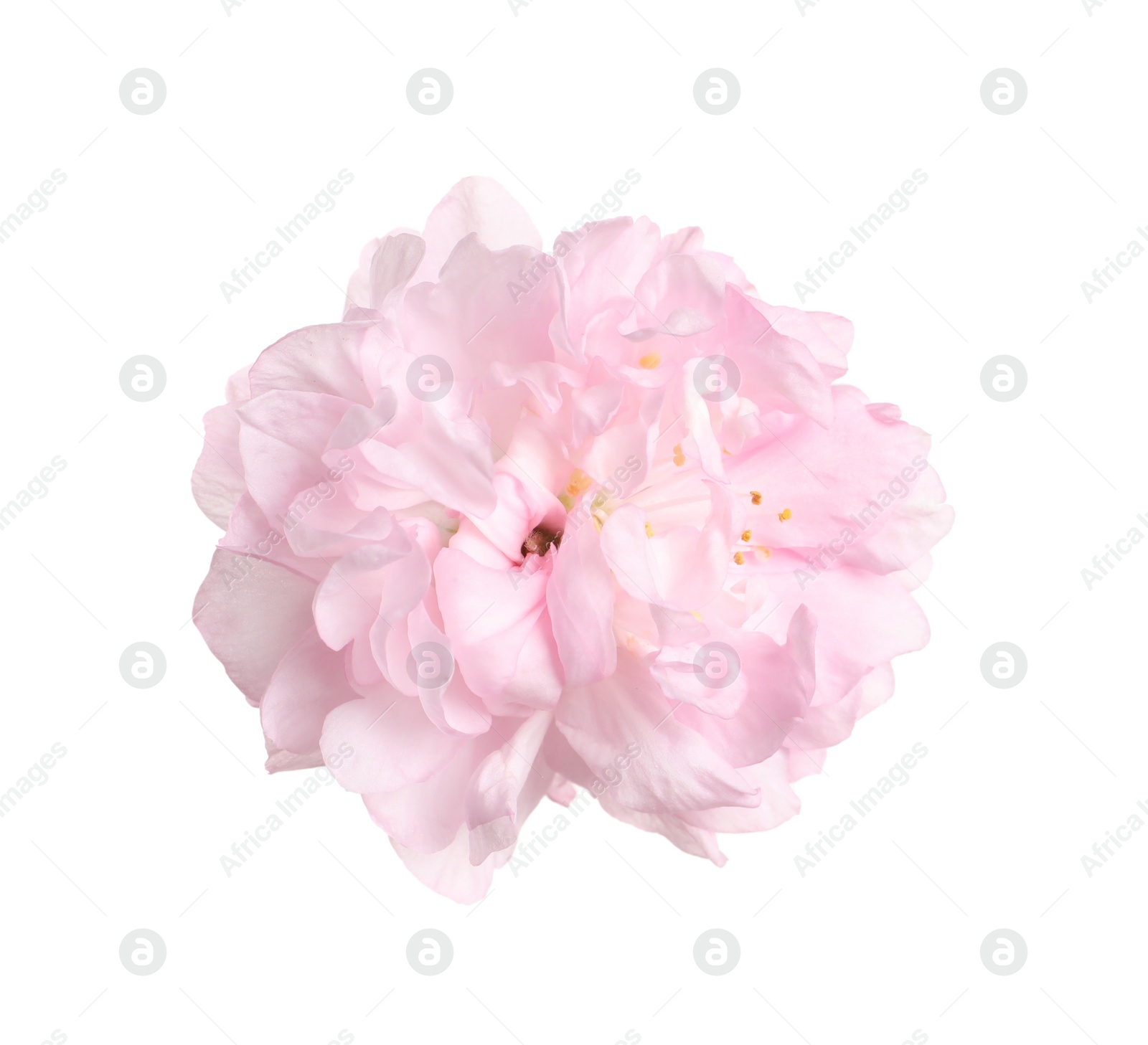Photo of Beautiful sakura tree flower isolated on white
