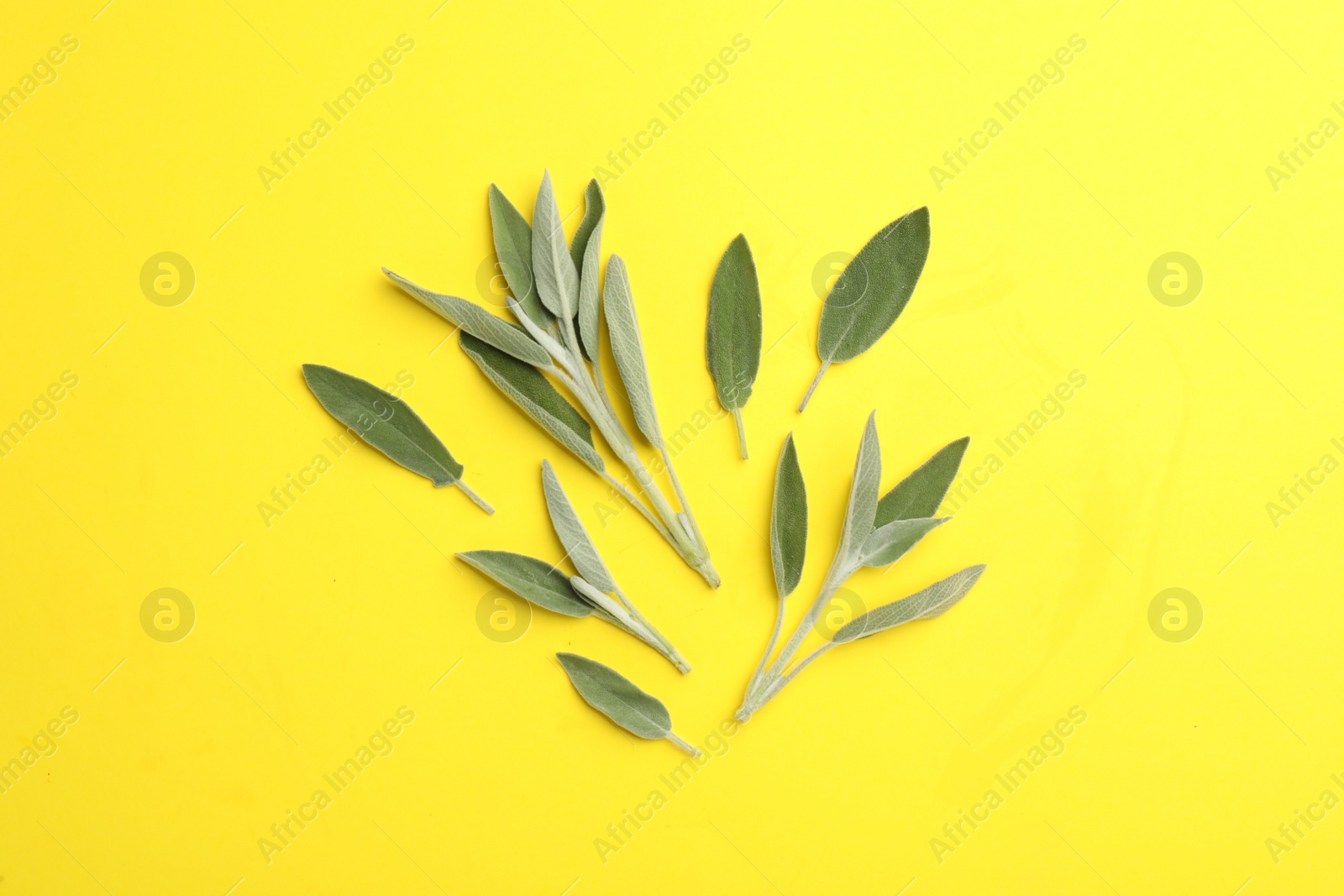 Photo of Fresh green sage leaves on yellow background, flat lay
