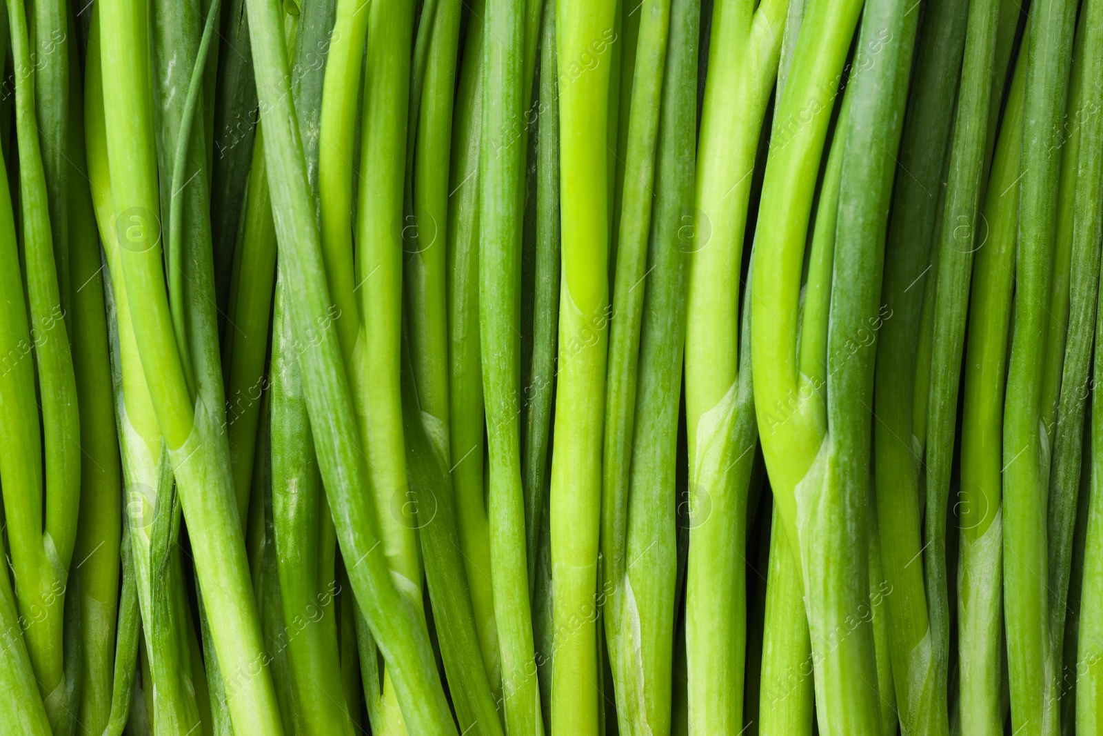 Photo of Fresh green spring onions as background, top view