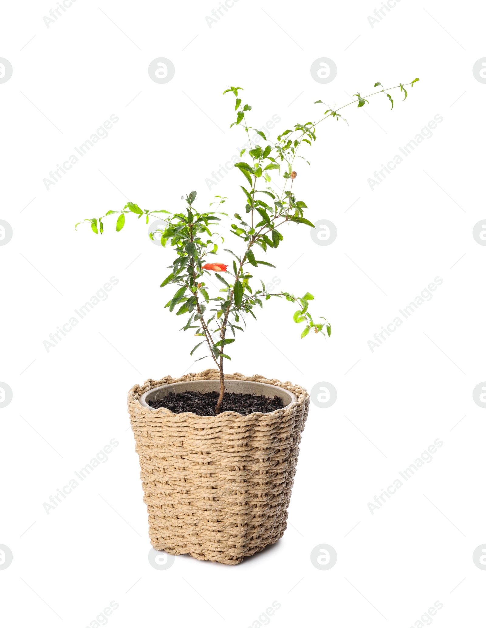 Photo of Beautiful potted pomegranate plant isolated on white