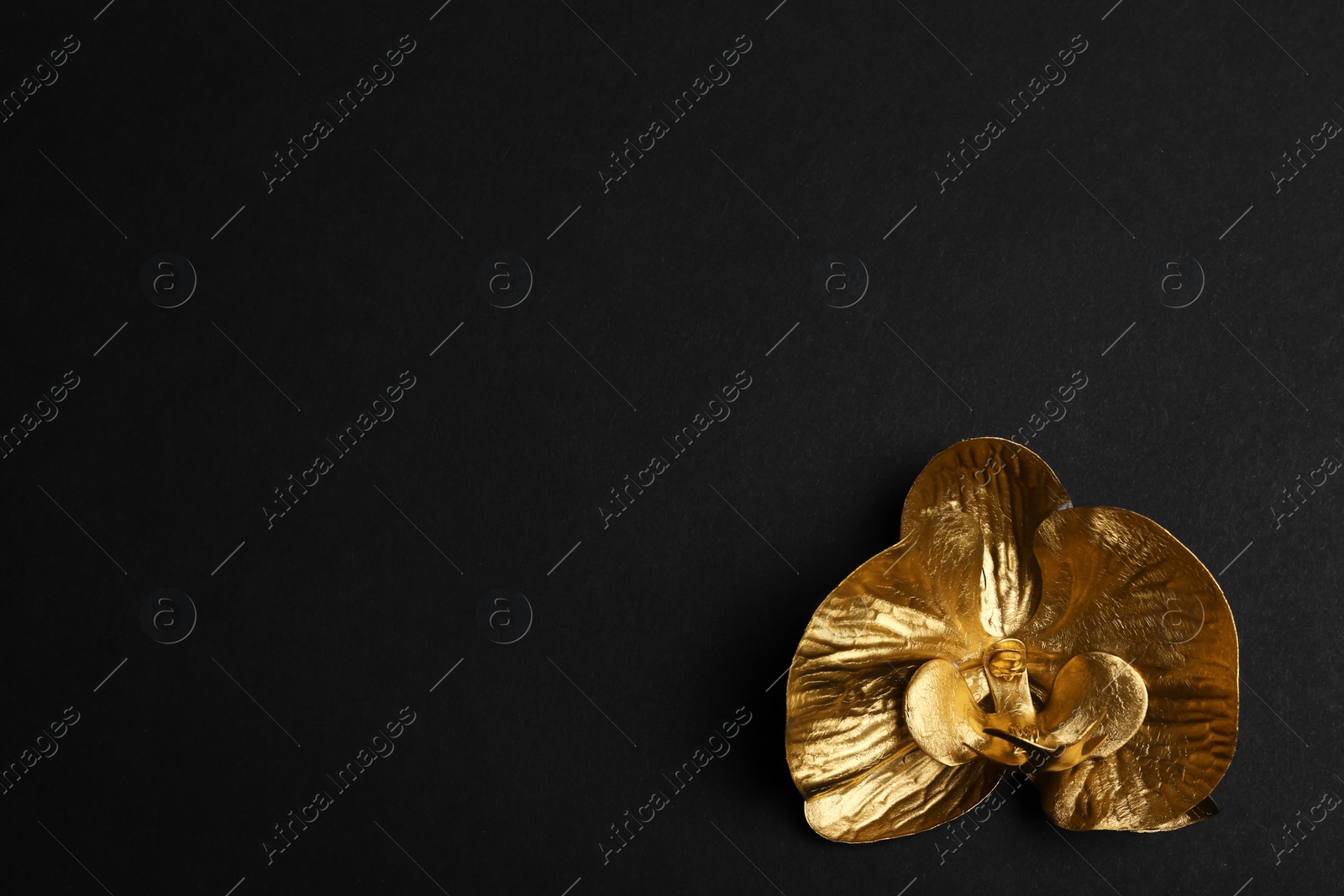 Photo of Gold decorative orchid flower on black background, top view. Space for text