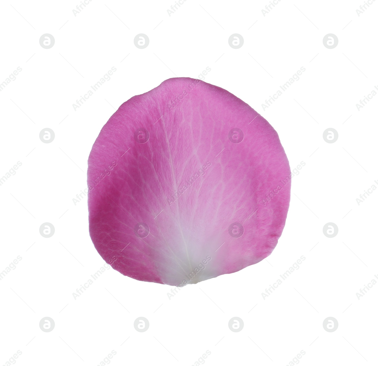 Photo of Pink rose flower petal on white background