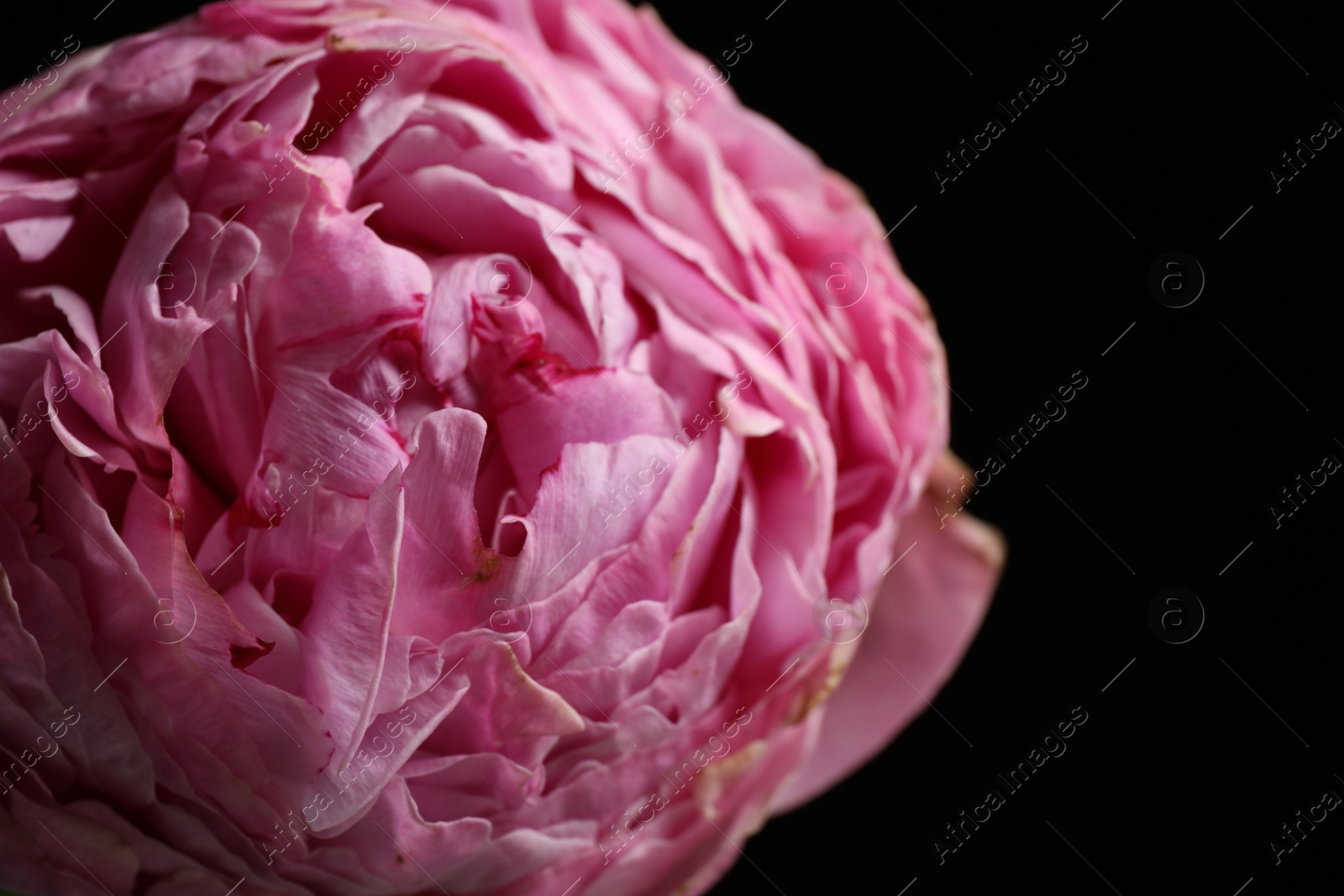 Photo of Beautiful fresh peony on dark background, closeup