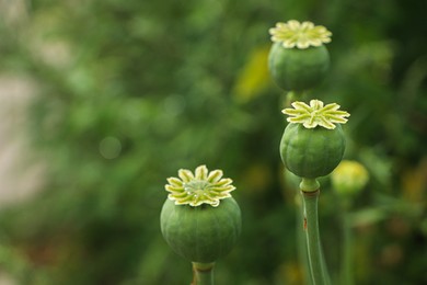 Green poppy heads growing in field, closeup. Space for text