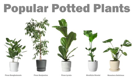 Set of many different popular potted plants with names on white background