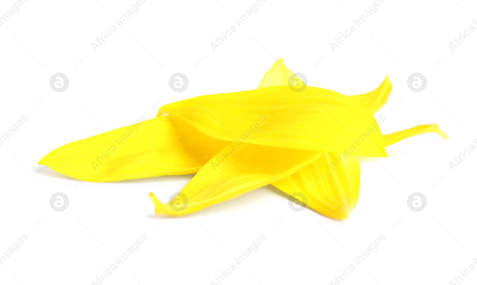 Photo of Fresh yellow sunflower petals isolated on white