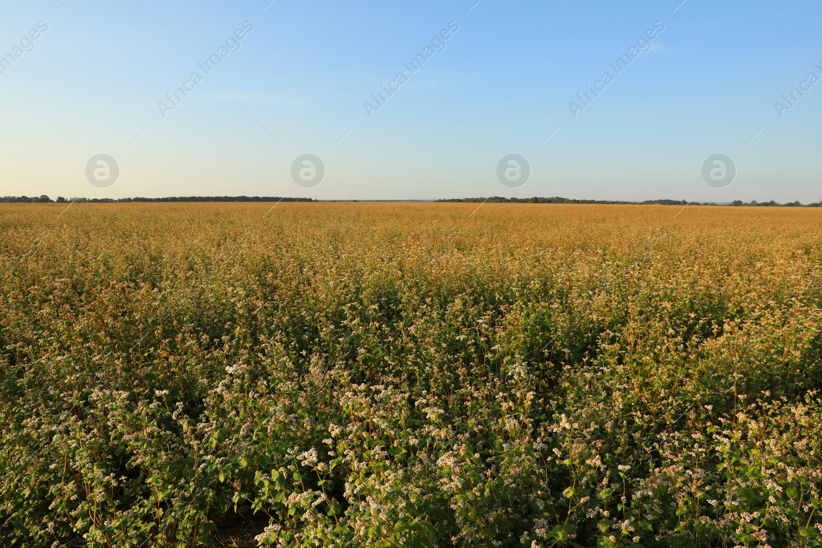 Photo of Beautiful view of buckwheat field under blue sky