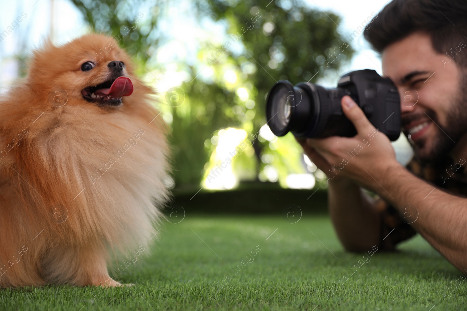 Photo of Professional animal photographer taking picture of beautiful Pomeranian spitz dog on grass outdoors