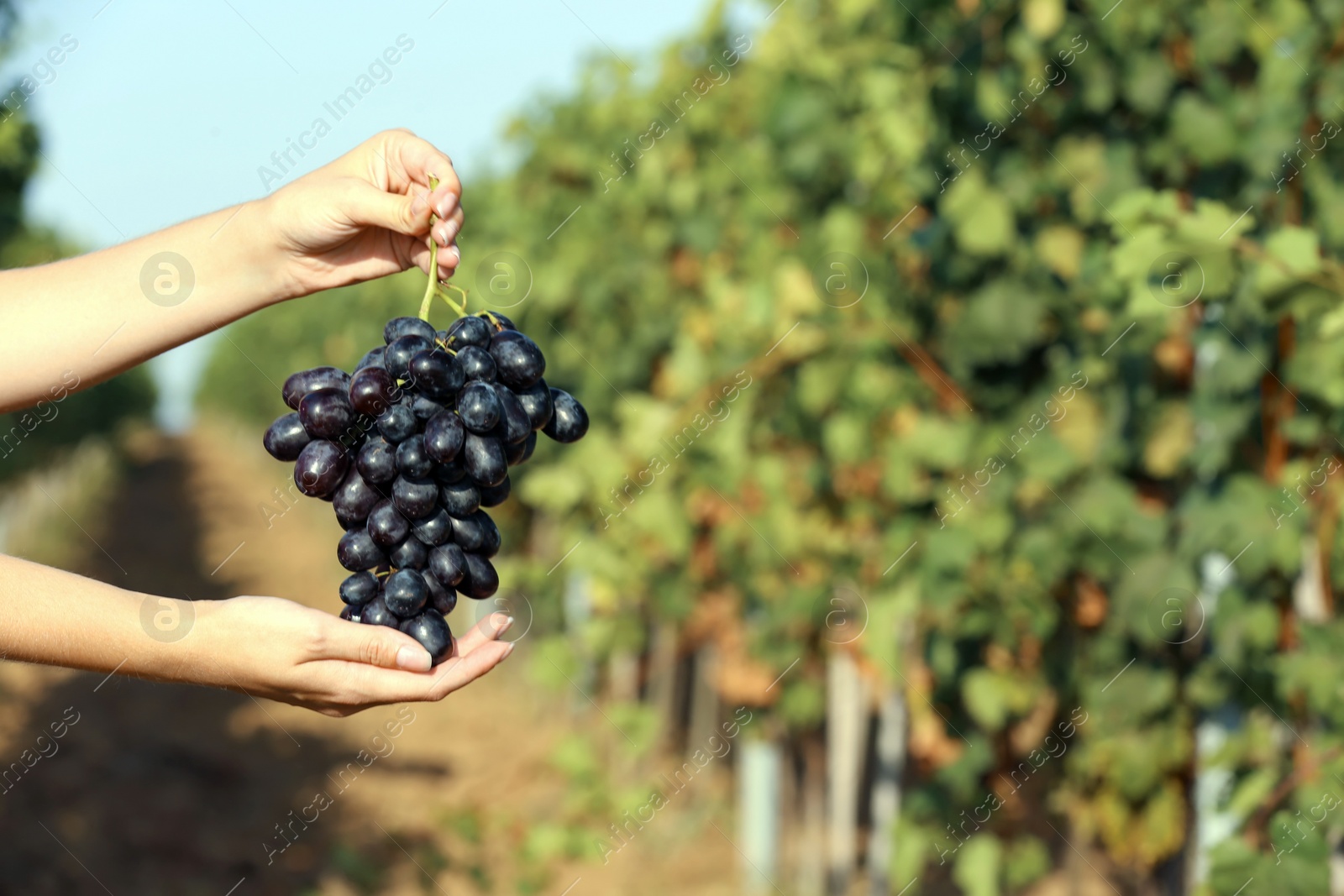 Photo of Woman holding bunch of fresh ripe juicy grapes in vineyard, closeup