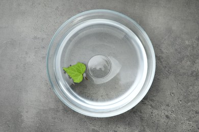 Glass bowl with water and green leaf on grey table, top view