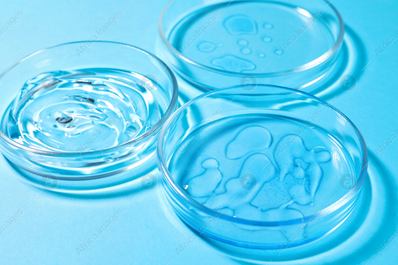 Photo of Petri dishes with liquids on light blue background, closeup