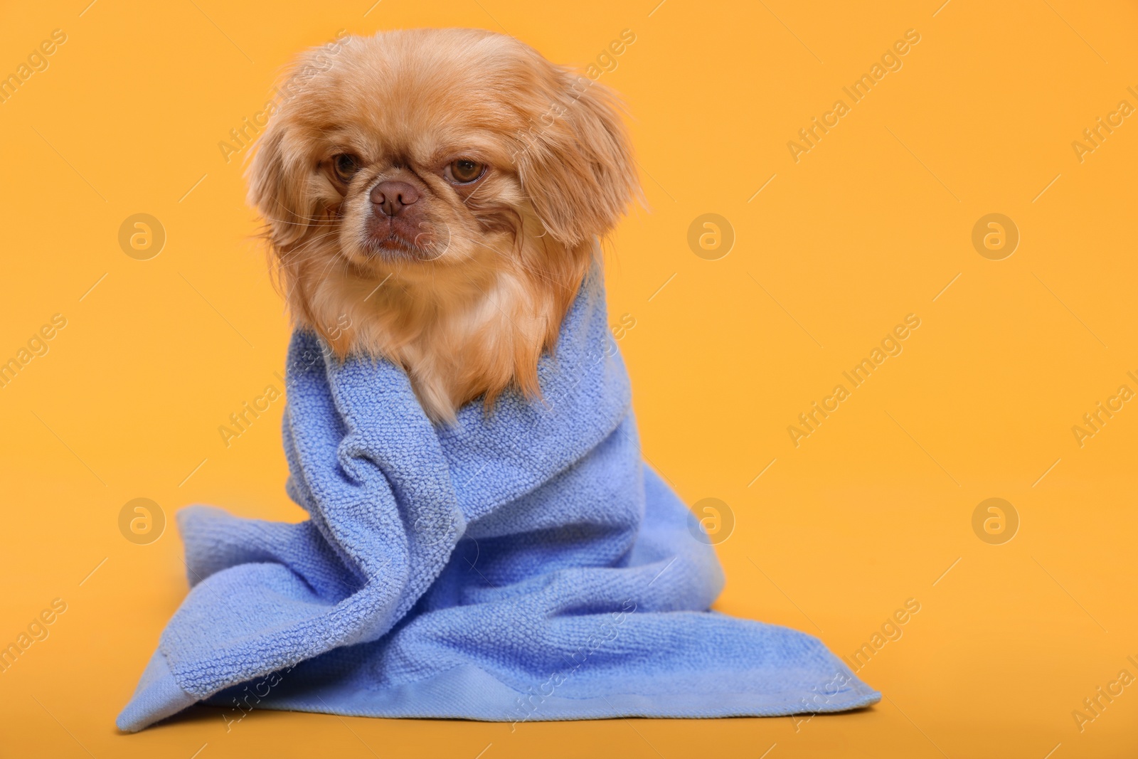 Photo of Cute Pekingese dog wrapped in towel on yellow background, space for text. Pet hygiene