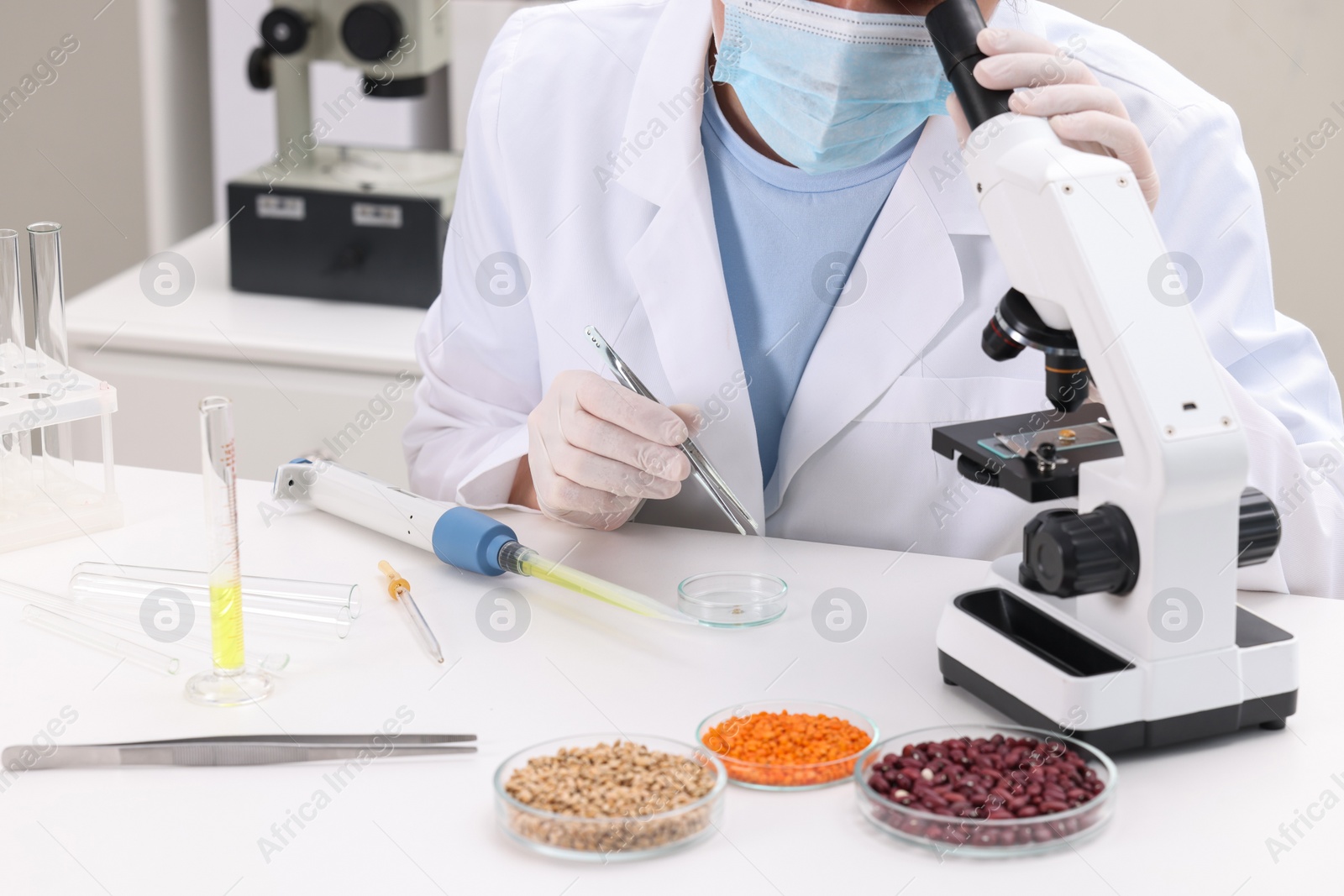 Photo of Quality control. Food inspector examining wheat grain under microscope in laboratory, closeup