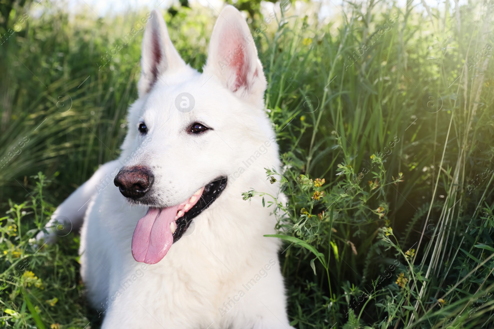 Photo of Cute white Swiss Shepherd dog in park