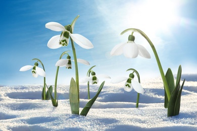 Image of Beautiful snowdrops growing through snow outdoors on sunny day. First spring flowers