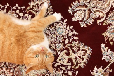 Photo of Cute ginger cat lying on carpet with pattern, top view. Space for text