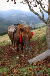 Photo of Brown horse on hill near beautiful mountains