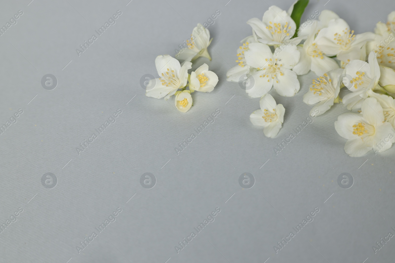 Photo of Beautiful jasmine flowers on grey background. Space for text