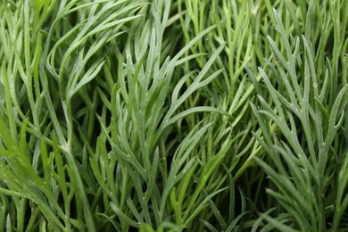 Photo of Sprigs of fresh dill as background, closeup view