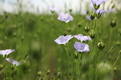 Photo of Closeup view of beautiful blooming flax field
