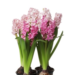 Photo of Beautiful spring hyacinth flowers isolated on white