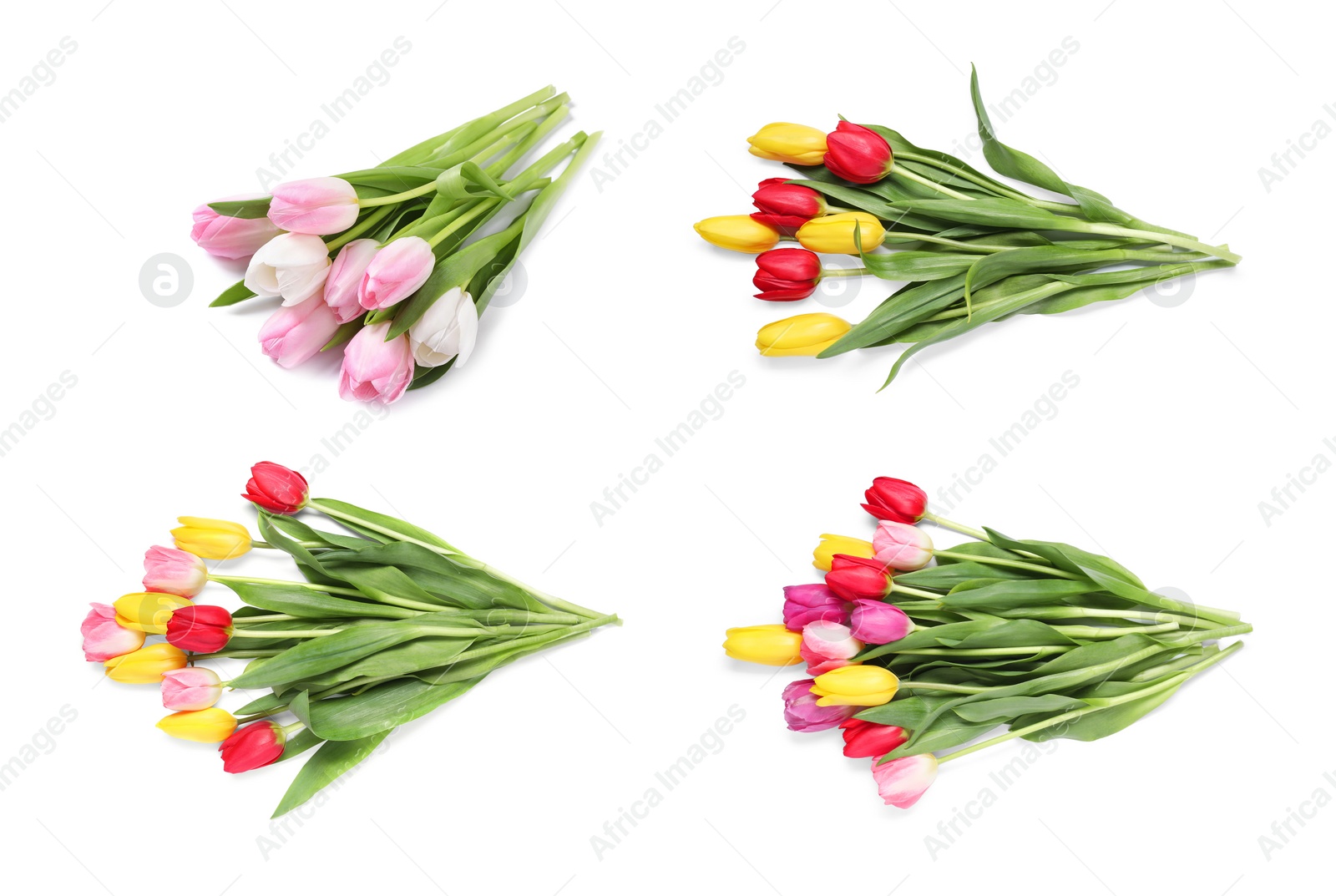 Image of Beautiful bouquets of tulip flowers isolated on white, set