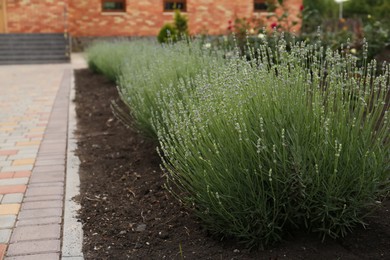 Photo of Beautiful lavender plants growing in flowerbed outdoors